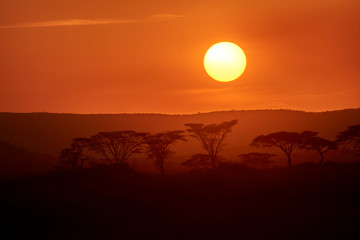 Beautiful sunset in Serengeti National Park plains with acacia trees on the horizon.