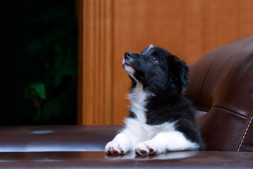 Dog breed Border Collie