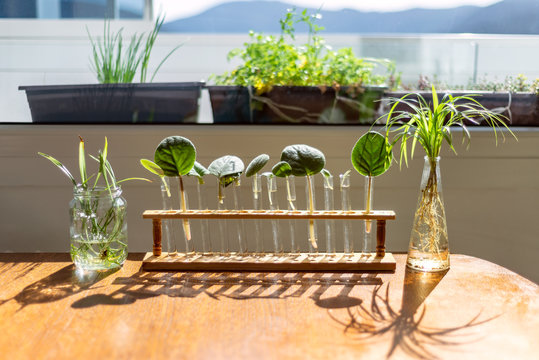 Home window leaf propagation of african violets in water lab test tubes bracket holder