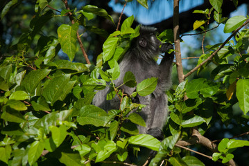 Silvered leaf monkey looking for figs on the tree, Bako National Park, Malaysia, Borneo