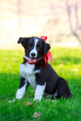 Dog breed Border Collie