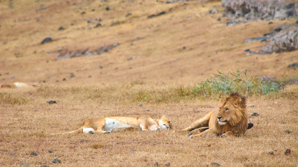 Lion and lioness resting on the dry grass in Ngorongoro crater, Tanzania, Africa.
