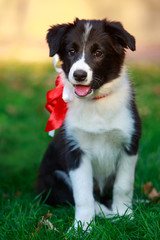 Dog breed Border Collie