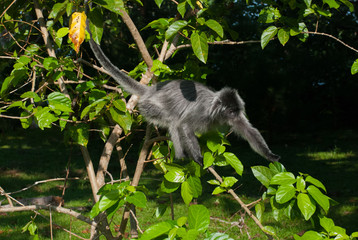 Silvered leaf monkey looking for figs on the tree, Bako National Park, Malaysia, Borneo