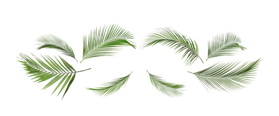 Fototapeta na wymiar Set of tropical leaves on white background. Banner design