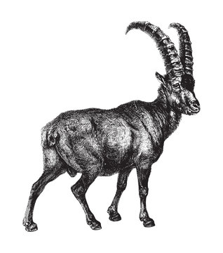 Alpine ibex (Capra ibex) / vintage illustration from Brockhaus Konversations-Lexikon 1908