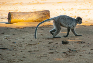 Silvered leaf monkey runs on the beach, Bako national Park, Malaysia, Borneo
