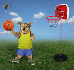 The beige dog athlete in a sport uniform is playing basketball on grass in the meadow. A butterfly...