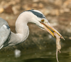 great blue heron with dead wet mouse in beak