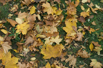Various fallen leaves of maple on green grass from above