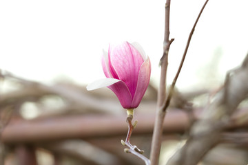 Closeup one bud of pink magnolia flower on a tree branch with blurred background 