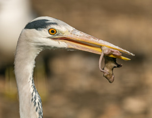 great blue heron with dead wet mouse in beak