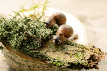 snail on a tree
