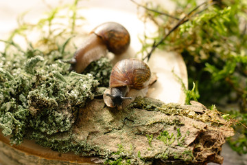 snail on a tree