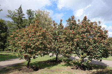 Three trees of Sorbus aria with orange berries in September - obrazy, fototapety, plakaty