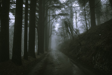 road through the trees through the dark wood fog, mysterious atmosphere