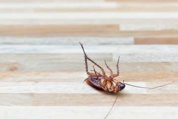 one creepy cockroach dead on floor with insecticide killing
