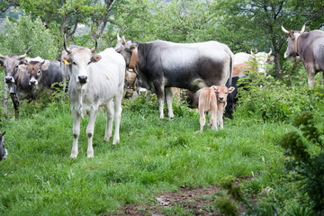 grazing cows and calves