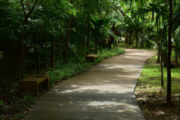 Obraz premium pathway in green nature of public park of walking relaxation