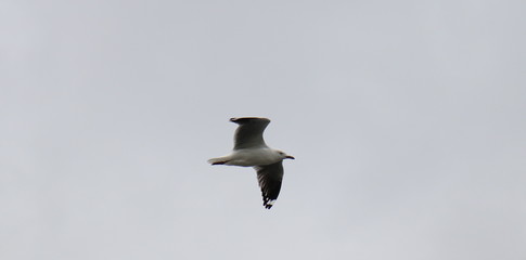 Seagull in full flight over a park lake in Melbourne Australia surrounded by lush green trees with...