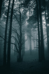 very mysterious and desolate atmosphere on a gloomy day in the woods with thick fog