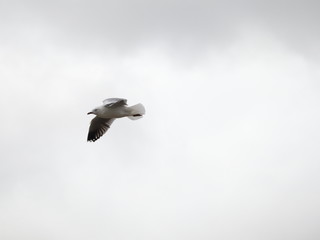 Seagull in full flight over a park lake in Melbourne Australia surrounded by lush green trees with nice blue skies