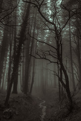 small stream runs through the dark and mysterious forest shrouded in fog