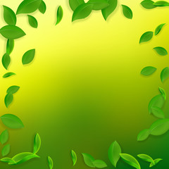 Falling green leaves. Fresh tea chaotic leaves fly