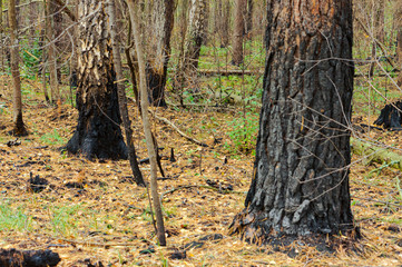 Scorched trees. Burned tree trunks. Forest fire.