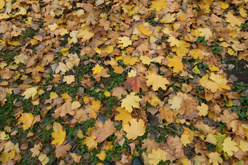 Cover of colorful fallen leaves on glade in October