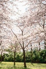Blooming sakura tree garden in bright sunshine.