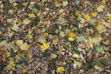 Lots of fallen leaves on greenery from above