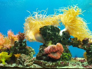 Naklejka na ściany i meble Zwierzęta, ukwiały wodne, kolorowa natura, koralowce.