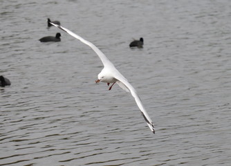 Seagull in full flight over a park lake in Melbourne Australia surrounded by lush green trees with nice blue skies