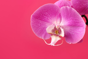 Lilac Phalaenopsis orchid flower on pink background for postcard with copy space