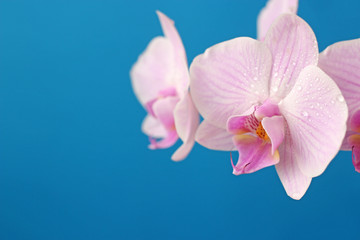Delicate pink Phalaenopsis orchid flower on blue background for postcard with copy space