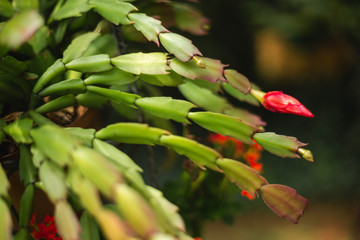 Epiphyllum cactus flower about to open