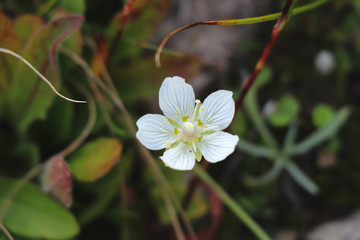 Grass-of-Parnassus growth up in mountain´s meadows in Jeseniky mountains, czech republic. Parnassia palustris is formed from five white petals and yellow pistil in the middle. Mother of nature