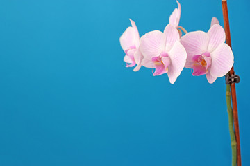 Delicate pink Phalaenopsis orchid flower on blue background for postcard with copy space