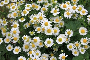 View of Chamomile flowers in Spring