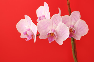 Fototapeta na wymiar Delicate pink Phalaenopsis orchid flower on bright red background for postcard with copy space