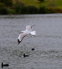 Seagull in full flight over a park lake in Melbourne Australia surrounded by lush green trees with nice blue skies
