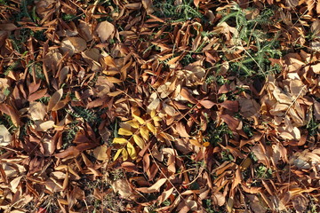 Reddish brown and yellow fallen leaves on greenery in November from above
