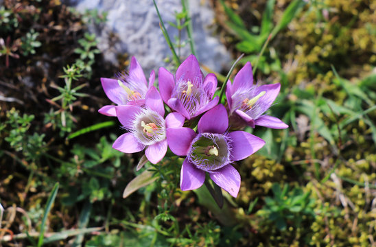 Incredible purple blossom of Gentianella ramosa who growth up in Beskydy mountains, czech republic. Herbal plant which is also known as dwarf gentians. Concept of spring flowers