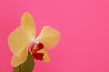 Yellow Phalaenopsis orchid flower on pink background for postcard with copy space