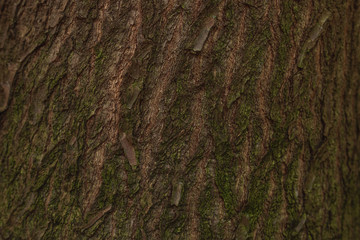 Tree bark texture with green moss