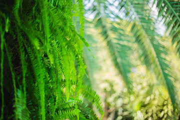 Fern leaves growing on the bark of a palm tree