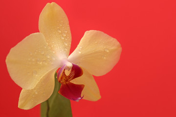 Yellow Phalaenopsis orchid flower on a bright red background for postcard with copy space