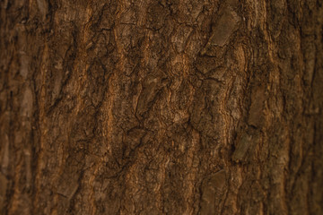 Tree bark texture
