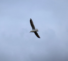 Seagull in full flight over a park lake in Melbourne Australia surrounded by lush green trees with nice blue skies